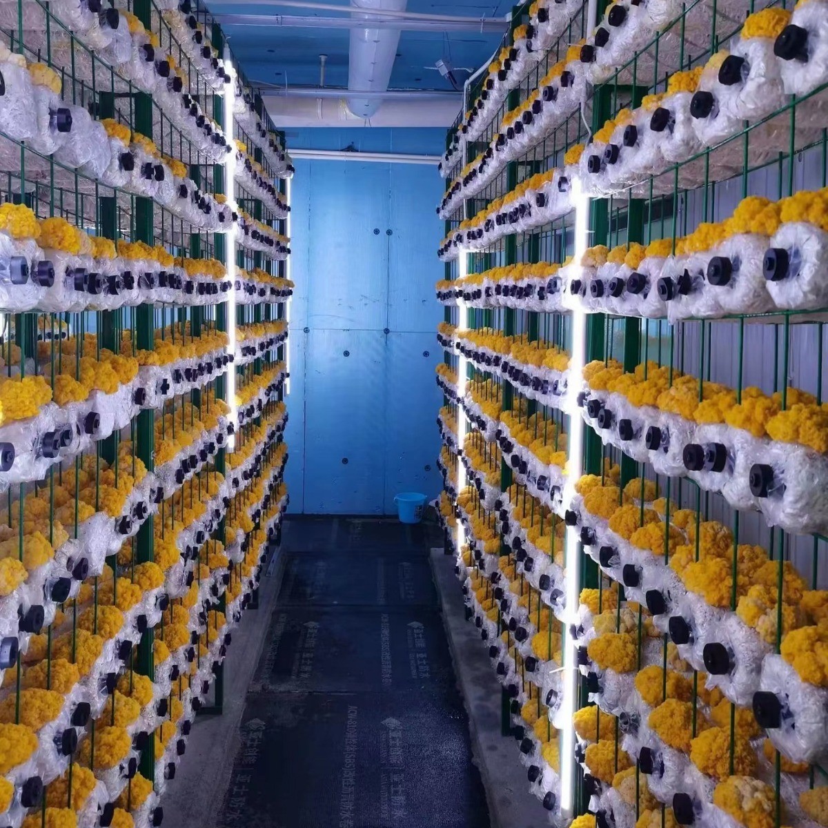 新鲜东北黄金耳长白山雪水灌溉鲜嫩金黄银耳软糯鲜甜餐饮食材金耳图4