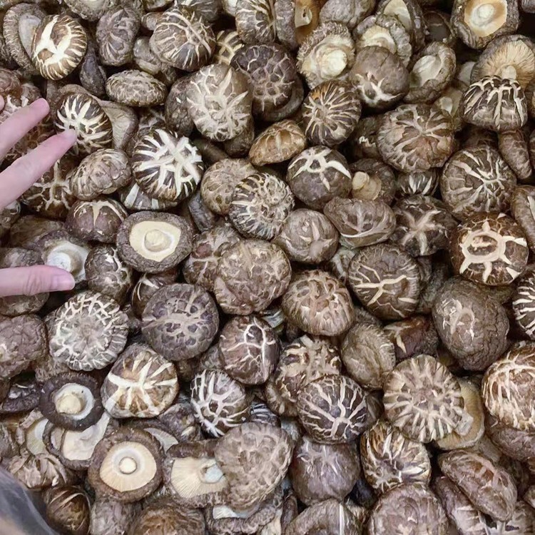 农家特产花菇肉厚清甜大花菇当季新货蘑菇香菇干货图4