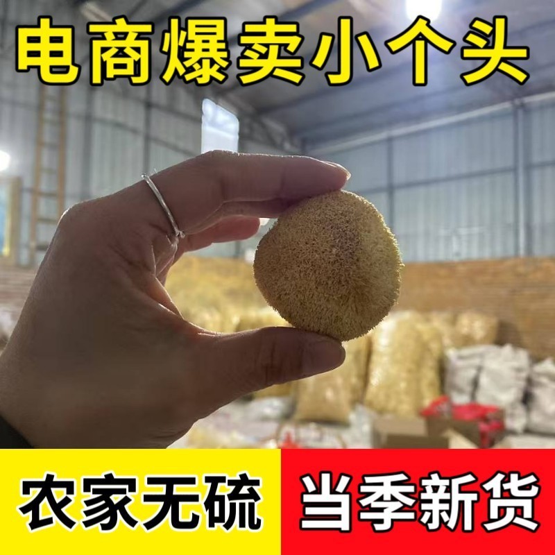 猴头菇干货小个头3~5公分猴头菌菇小包装工厂图3