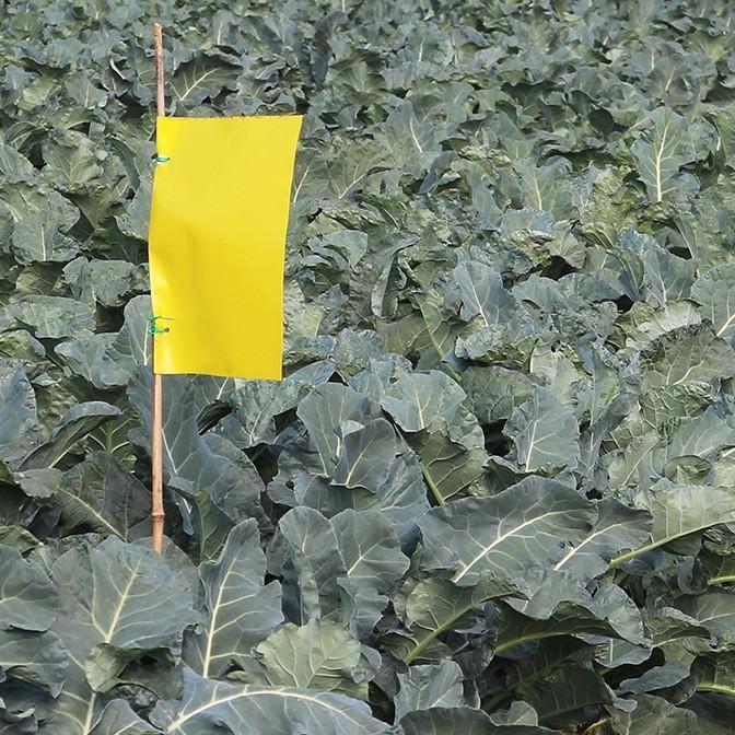 速冻西兰花冷冻绿花菜净菜商用图5