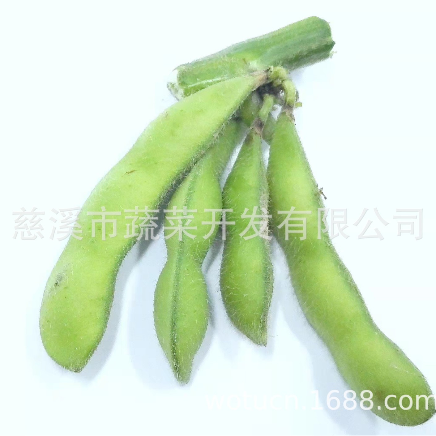 出口品种 台湾75-3 冷冻毛豆 速冻休闲毛豆荚 全程冷图4