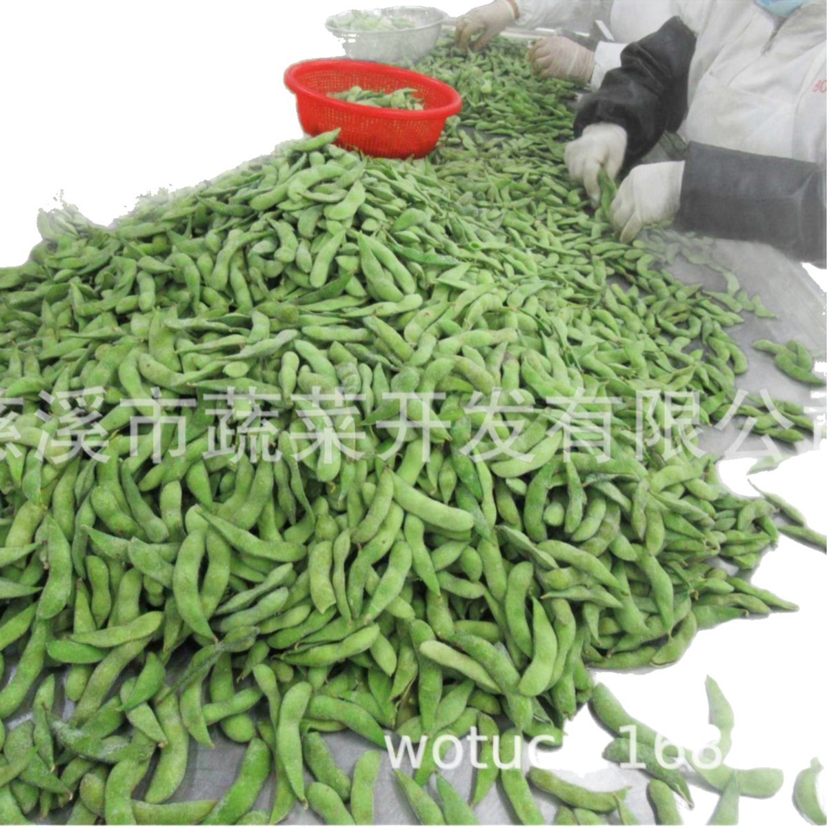 出口品种 台湾75-3 冷冻毛豆 速冻休闲毛豆荚 全程冷图3