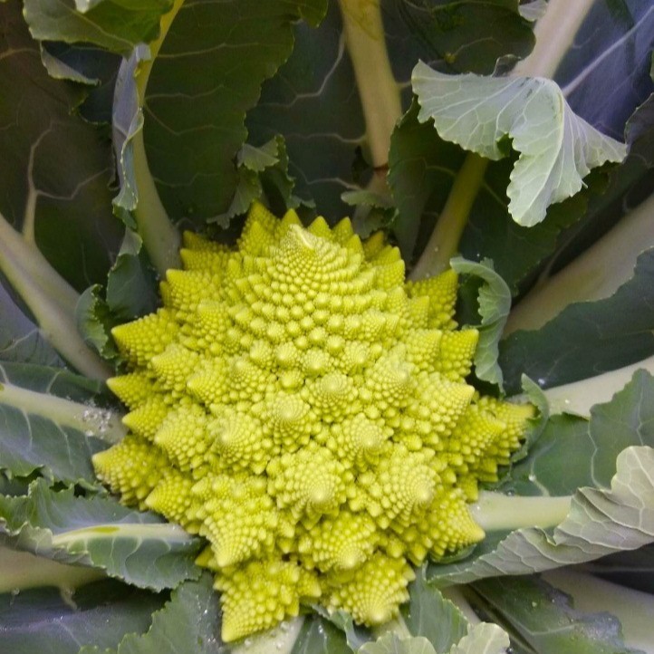 【厂家定制加工】出口特色蔬菜冷速冻宝塔菜花罗马花椰菜西兰花图2