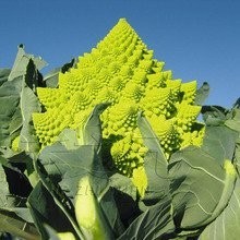 【厂家定制加工】出口特色蔬菜冷速冻宝塔菜花罗马花椰菜西兰花图3