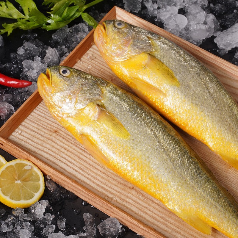新品黄花鱼黄鱼大黄花鱼速冻活鱼新鲜冷冻水产鲜活冰鲜东海鱼特产图5