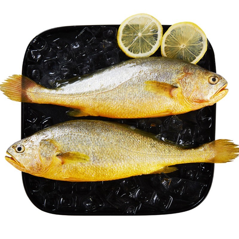 新品黄花鱼黄鱼大黄花鱼速冻活鱼新鲜冷冻水产鲜活冰鲜东海鱼特产图4