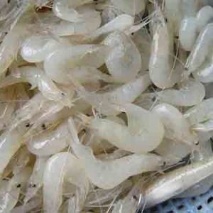 脊尾白虾小海虾对虾新鲜小海虾速冻鲜活海鲜水产白虾冷冻海虾500g图2