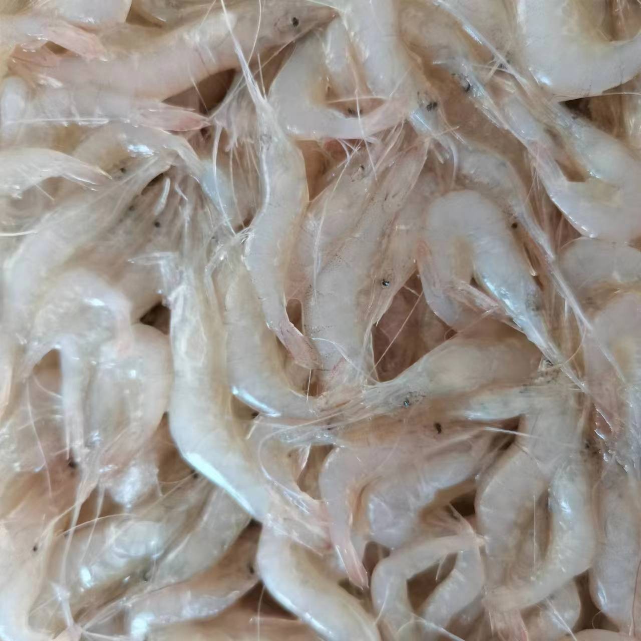 脊尾白虾小海虾对虾新鲜小海虾速冻鲜活海鲜水产白虾冷冻海虾500g图3