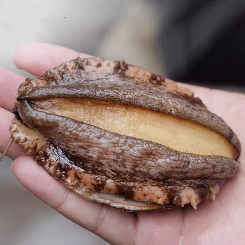 东山漂烫鲍鱼 大鲍鱼 冷冻鲍鱼 整箱商用 婚宴酒席专用宴会必备