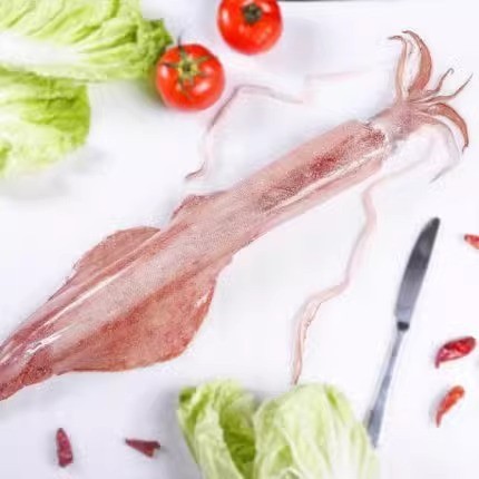 东山手钓大管 大枪鱿鱼 手钓火箭鱿鱼 刺身级手钓鱿鱼 酒店宴席