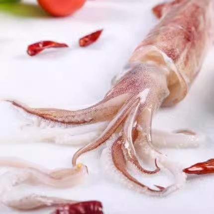 东山手钓大管 大枪鱿鱼 手钓火箭鱿鱼 刺身级手钓鱿鱼 酒店宴席图2