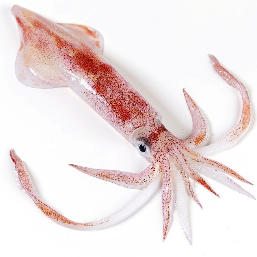 东山手钓大管 大枪鱿鱼 手钓火箭鱿鱼 刺身级手钓鱿鱼 酒店宴席图5