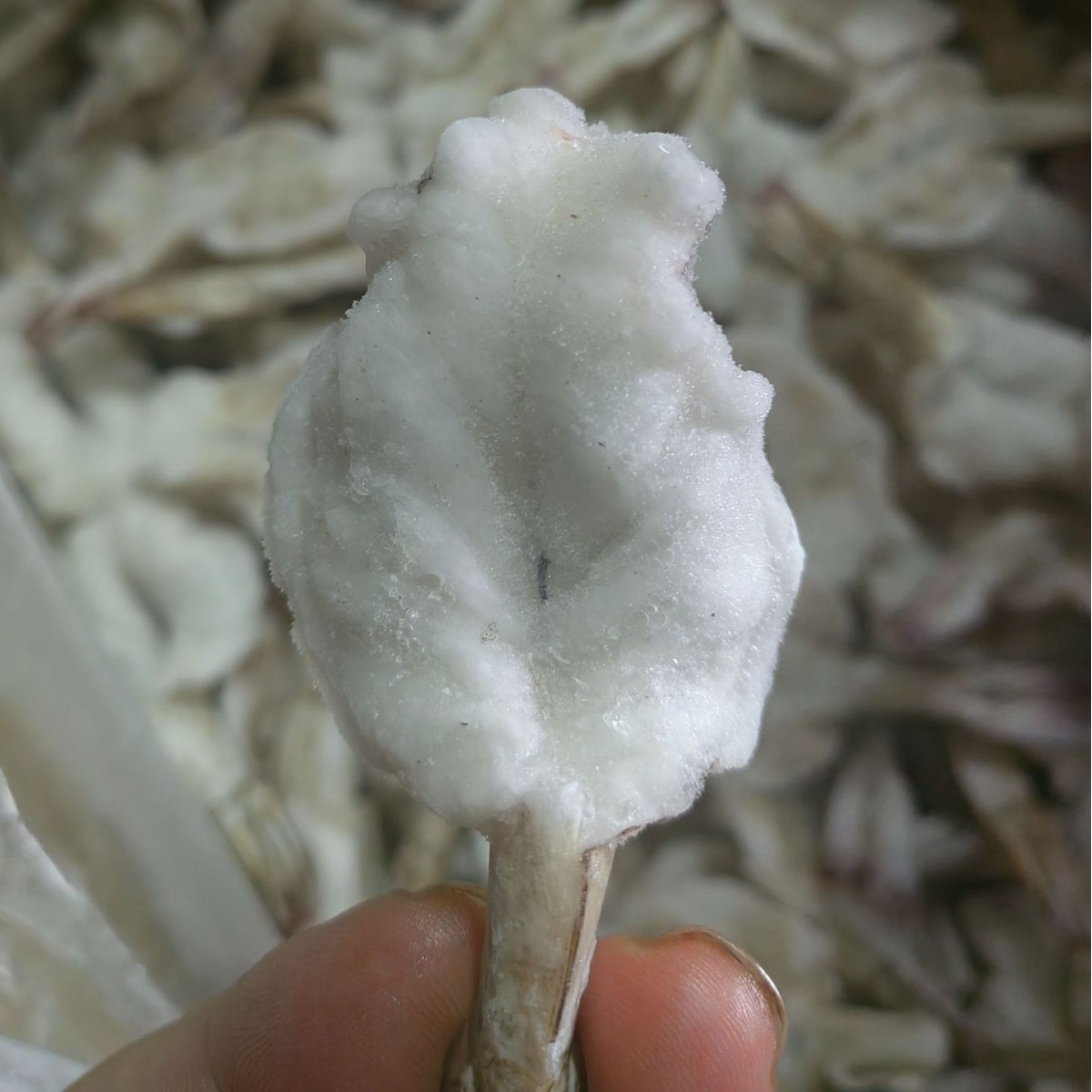 蝴蝶虾水煮汉虾开背凤尾仁鲜冻虾仁大虾海鲜优质冷冻锁鲜商用图2