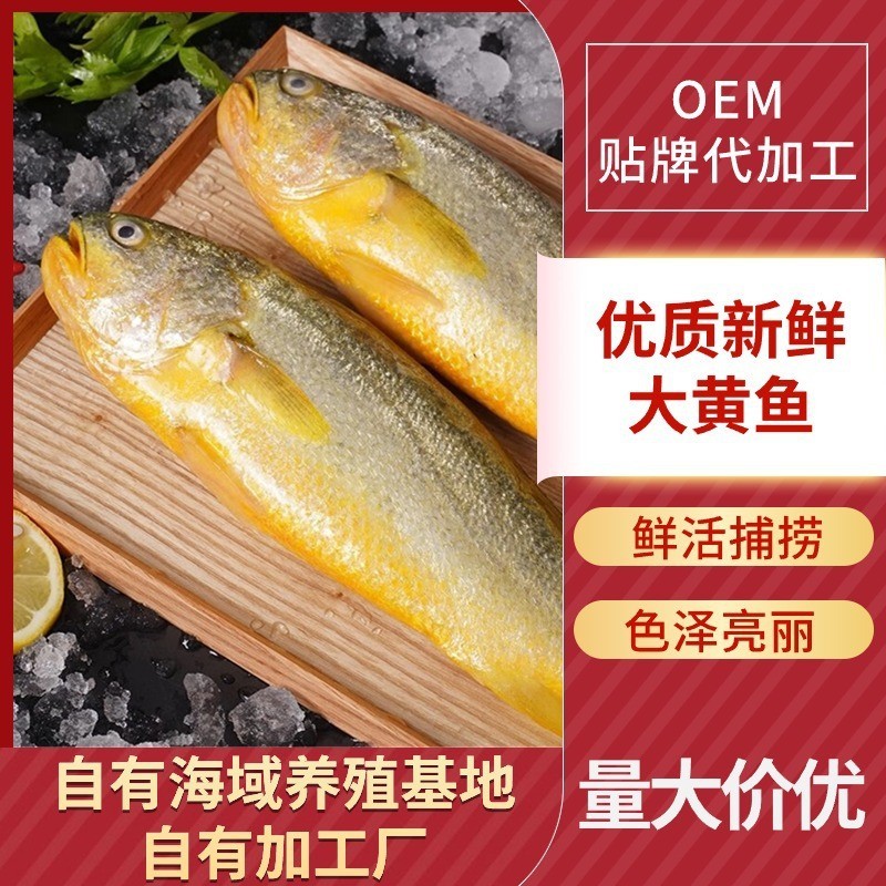 海鲜养殖工厂新鲜大黄鱼黄花鱼冰鲜水产现捕商用黄鱼鲞黄瓜鱼
