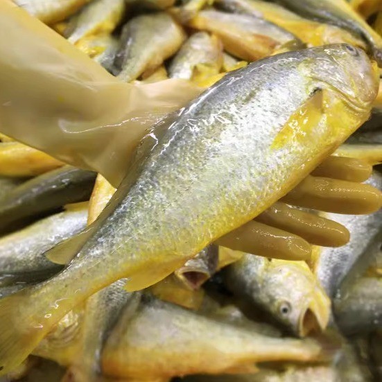 海鲜养殖工厂新鲜大黄鱼黄花鱼冰鲜水产现捕商用黄鱼鲞黄瓜鱼图3