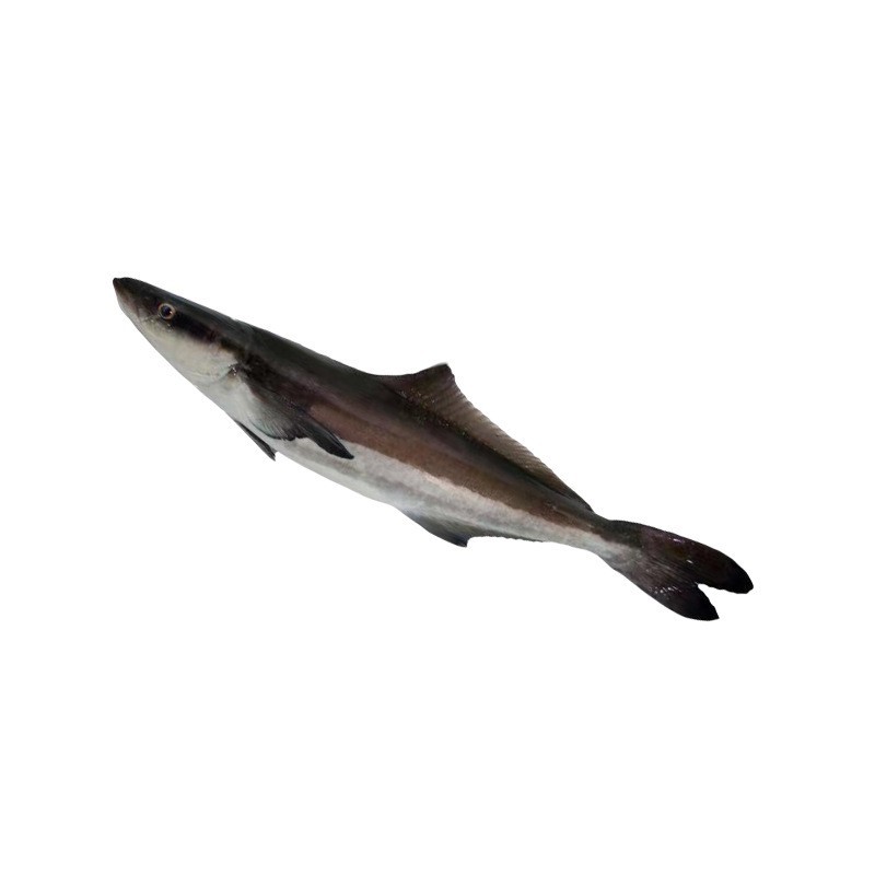 海鲡鱼鱼头商用海利鱼炖汤食材饭店冷冻水产海鲜冷链运输工厂图5