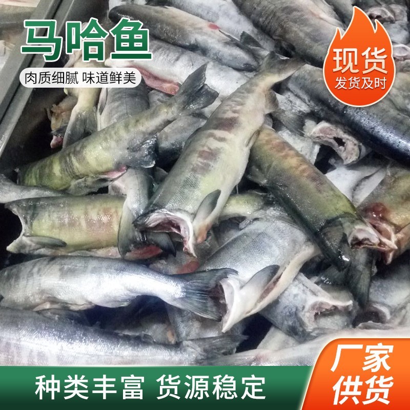 去头马哈鱼 青岛厂家马哈鱼鱼块 冻海鲜银磷大马哈鱼