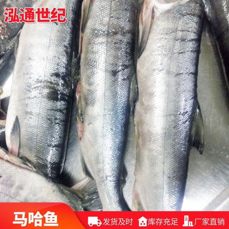 去头马哈鱼 青岛厂家马哈鱼鱼块 冻海鲜银磷大马哈鱼图4
