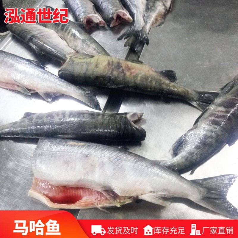 去头马哈鱼 青岛厂家马哈鱼鱼块 冻海鲜银磷大马哈鱼图3