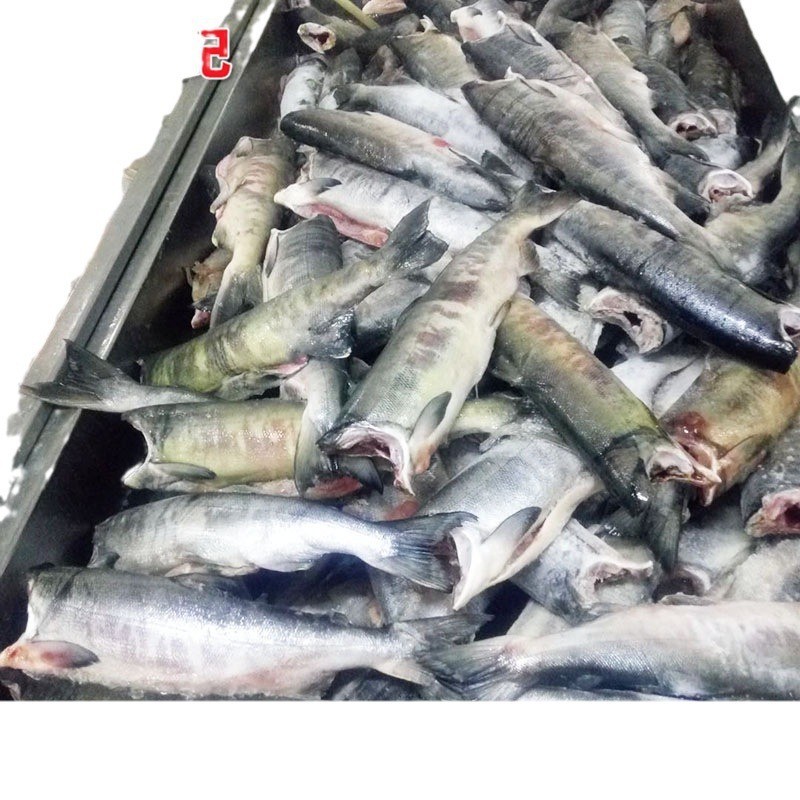 去头马哈鱼 青岛厂家马哈鱼鱼块 冻海鲜银磷大马哈鱼图5