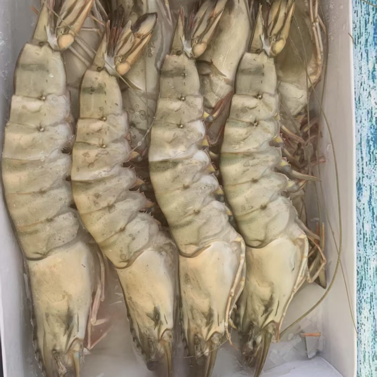 越南泰国马来西亚黑虎虾草虾冻草虾仁黑虎虾仁熟虎虾自助餐铁板烧图2