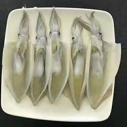 美国加州笔管鱿鱼船冻 灯光鱿鱼冷冻 铁板尤鱼海鲜烧烤10公斤含籽图2