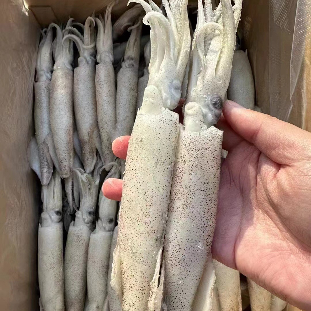 美国加州笔管鱿鱼船冻 灯光鱿鱼冷冻 铁板尤鱼海鲜烧烤10公斤含籽图5