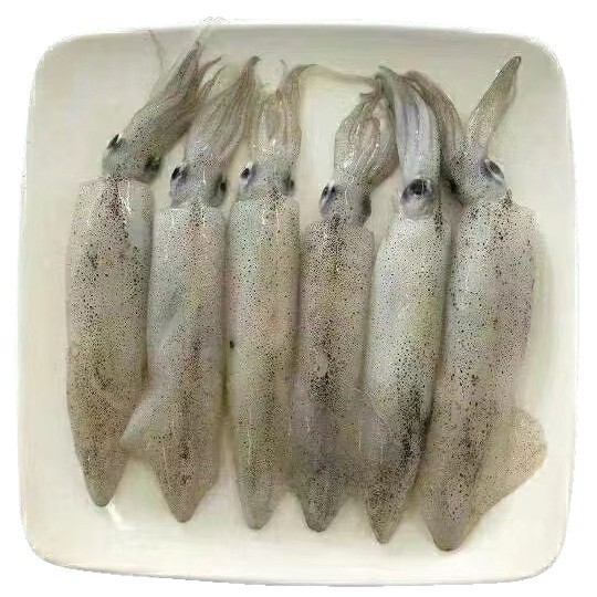 美国加州笔管鱿鱼船冻 灯光鱿鱼冷冻 铁板尤鱼海鲜烧烤10公斤含籽图4