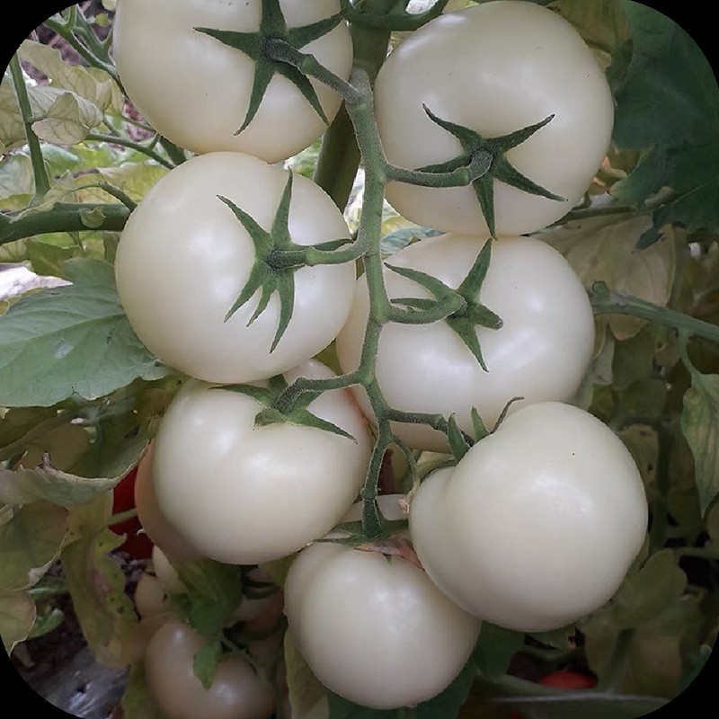 水晶白番茄提取物 食品级 白番茄浓缩粉 西红柿粉图2