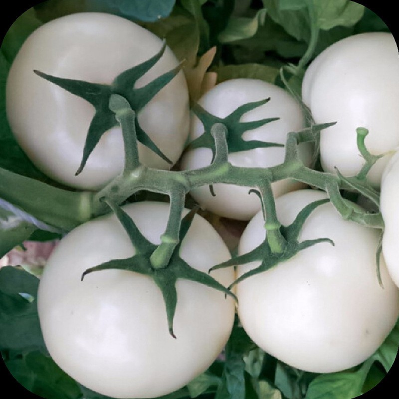 水晶白番茄提取物 食品级 白番茄浓缩粉 西红柿粉图4